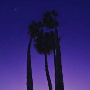 Palm trees purple sunset photography canvas
